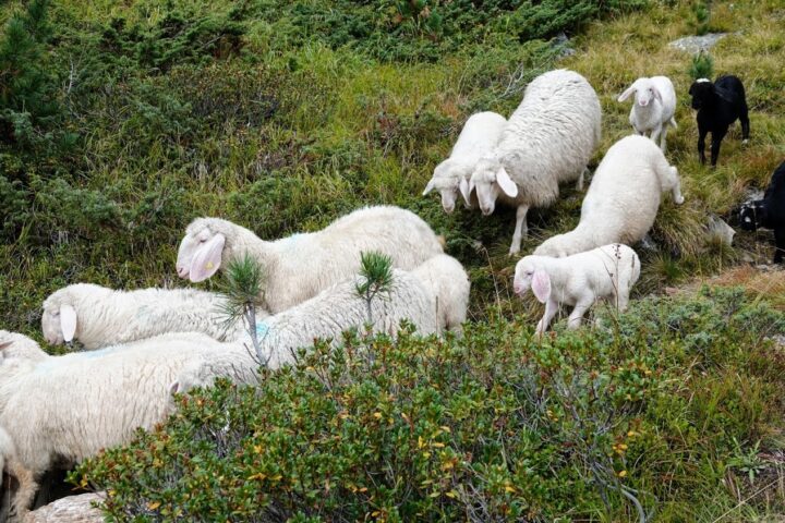 Transumanza delle pecore il 24/09/2020, perchè è previsto neve.