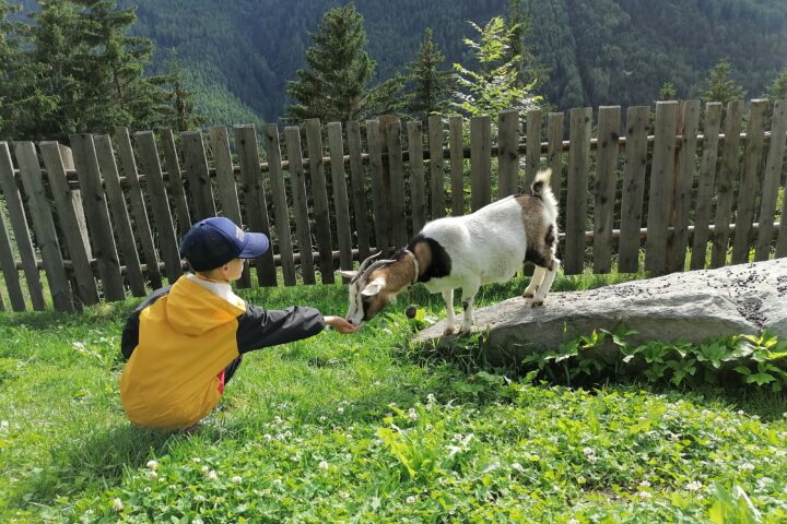 Goat feeding
