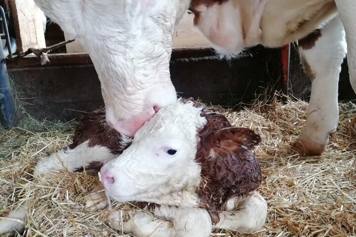 On February 11th, 2022 our cow Huberta gave birth to a healthy bull calf