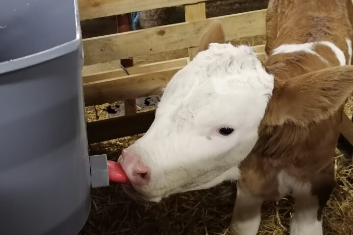 Our 4-day-old calf drinks milk on February 14th, 2022