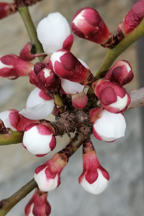 Apricot blossom on 18 March 2024