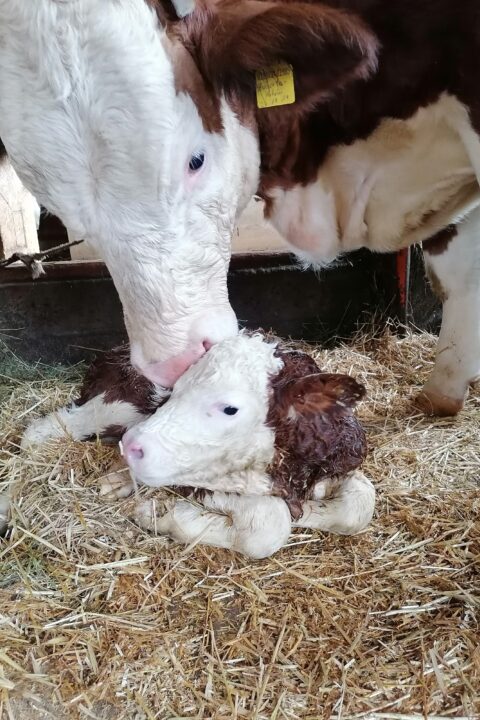 On February 11th, 2022 our cow Huberta gave birth to a healthy bull calf.