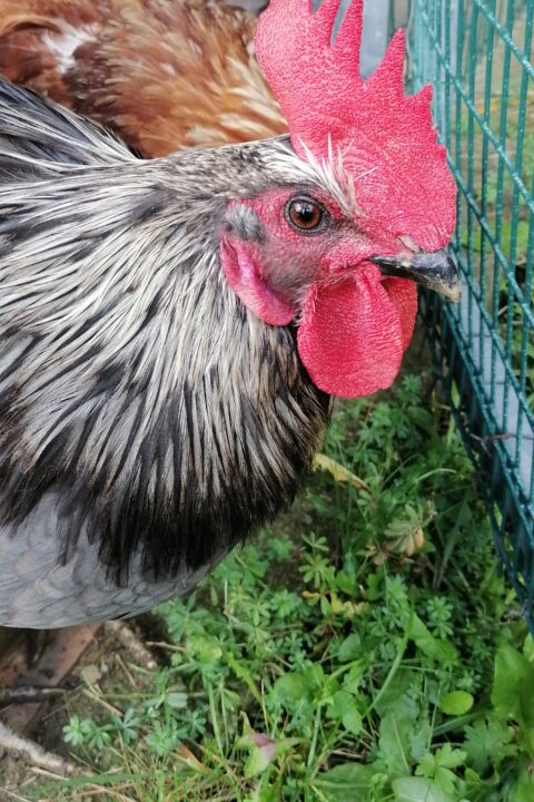 Our rooster