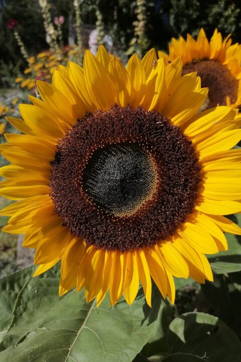 Sunflower September 2023