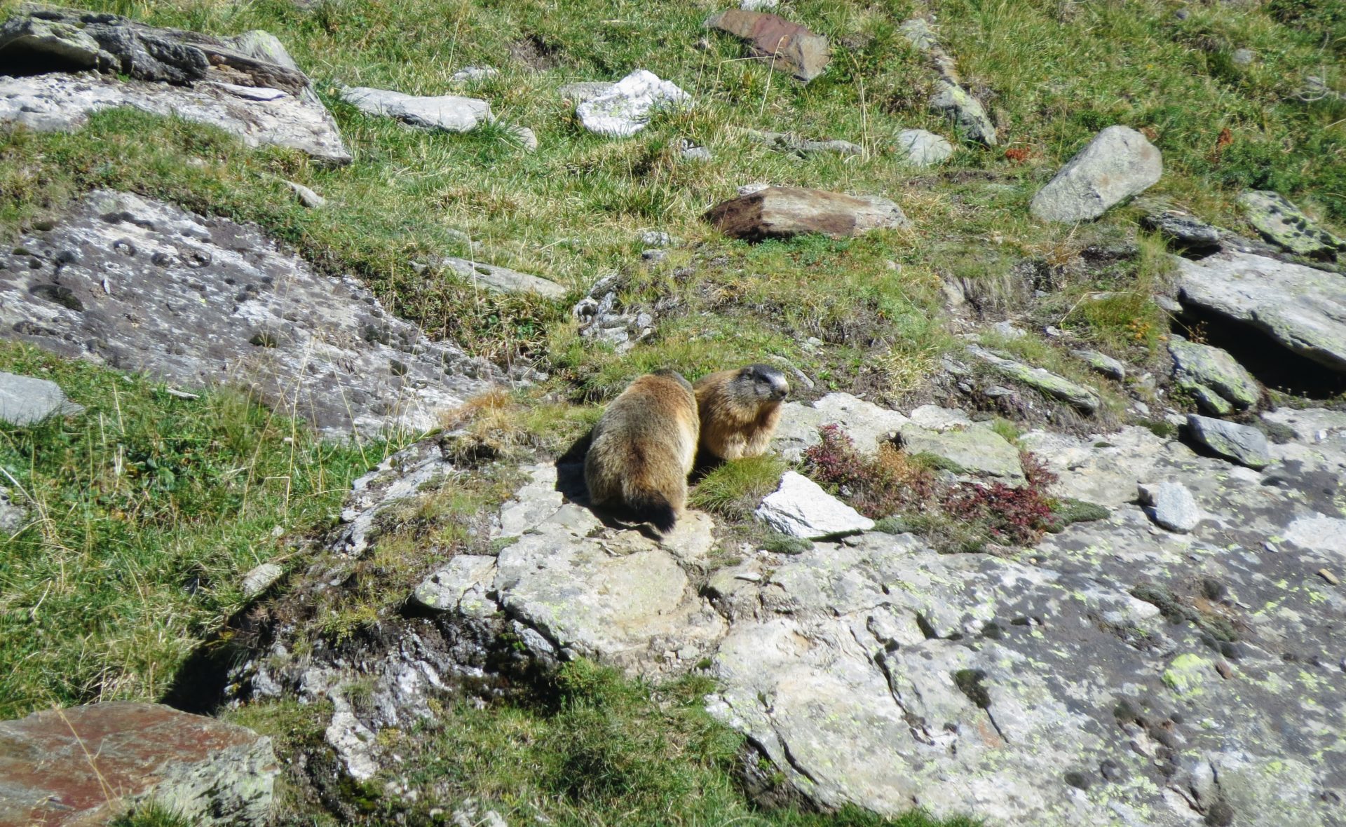 Due marmotte